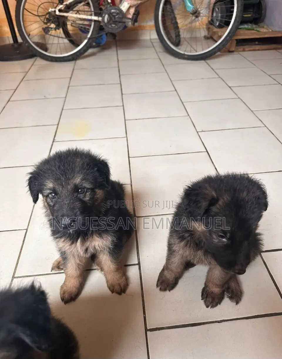 1-3 mois Homme Pure race Belgian Sheepdog