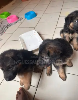 1-3 mois Homme Pure race Belgian Sheepdog