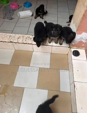 1-3 mois Homme Pure race Belgian Sheepdog