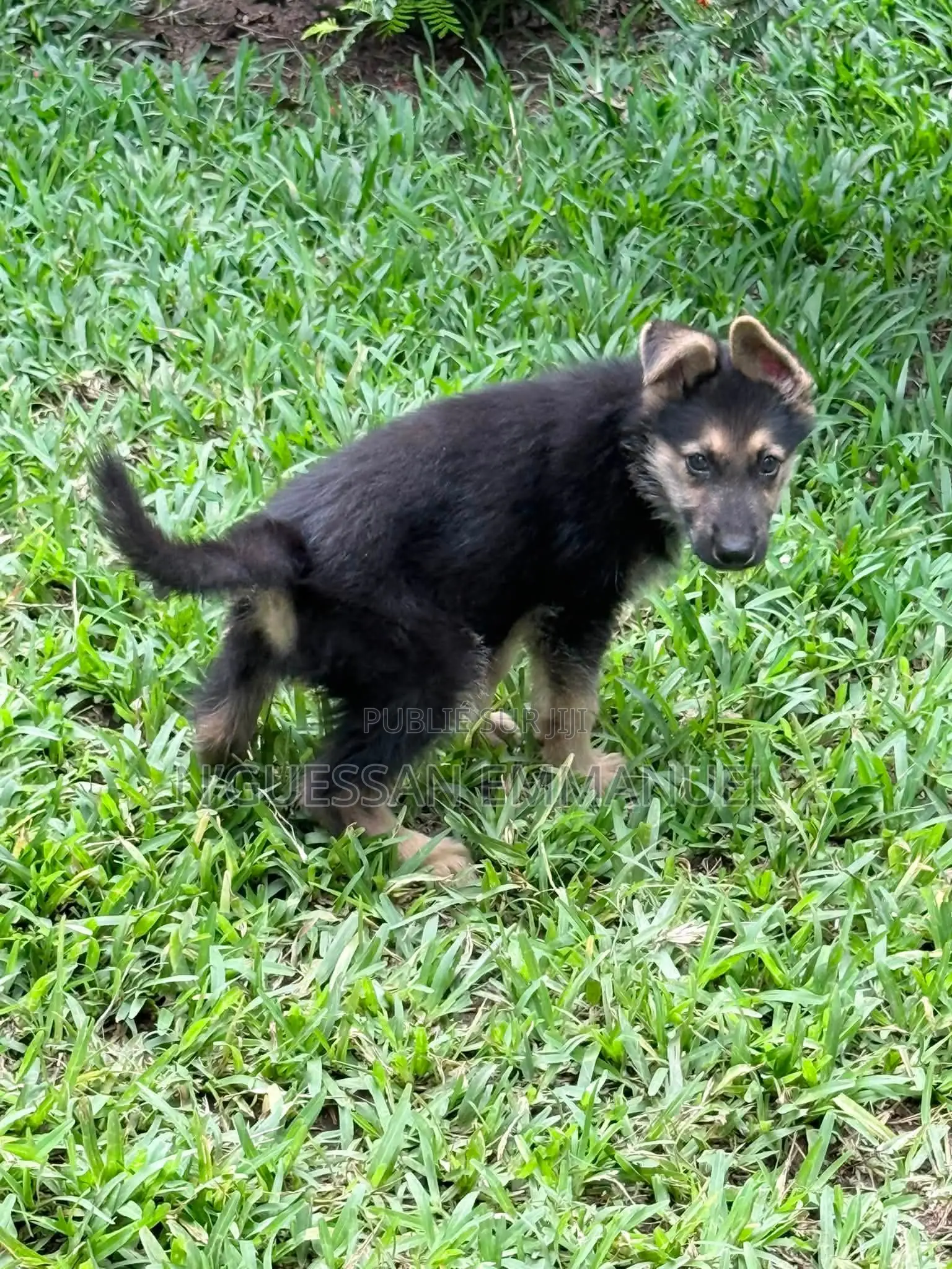 1-3 mois Homme Pure race Belgian Sheepdog