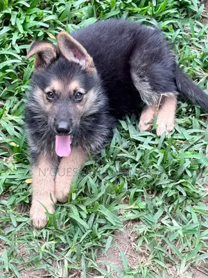 1-3 mois Homme Pure race Belgian Sheepdog