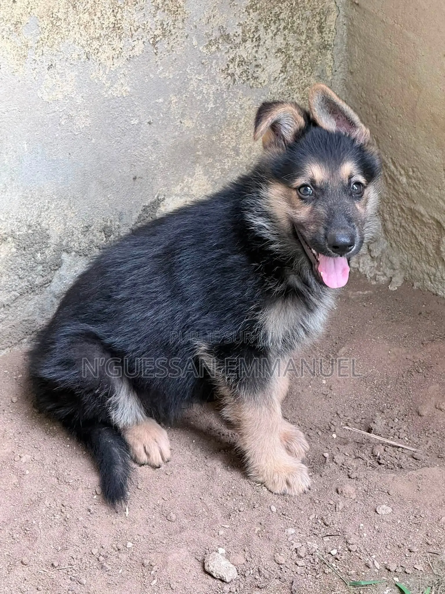 1-3 mois Homme Pure race Belgian Sheepdog