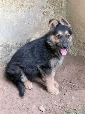 1-3 mois Homme Pure race Belgian Sheepdog