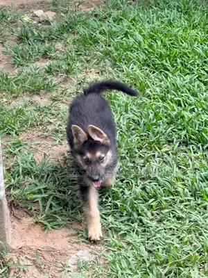 1-3 mois Homme Pure race Belgian Sheepdog