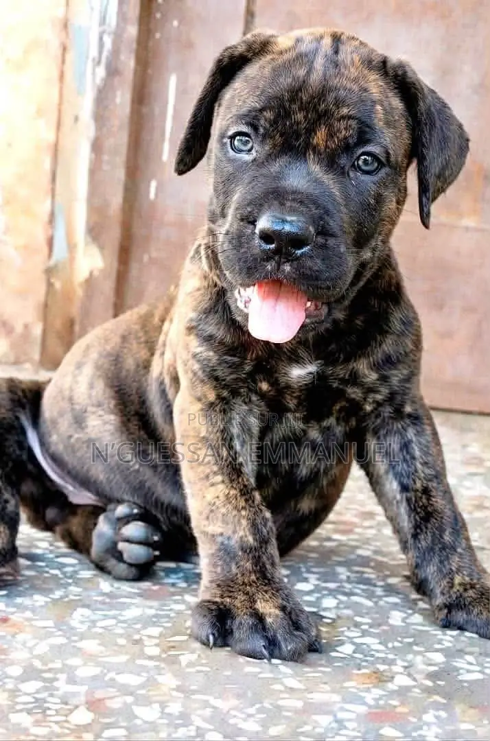 1-3 mois Homme Pure race Boerboel