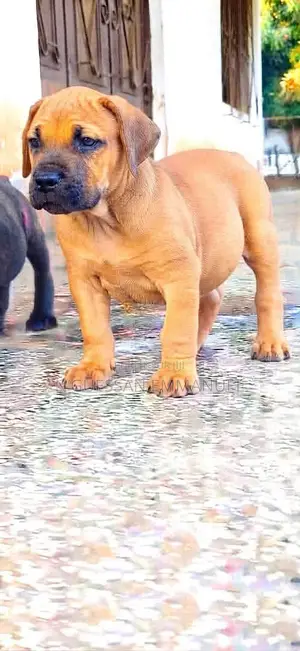 1-3 mois Homme Pure race Boerboel