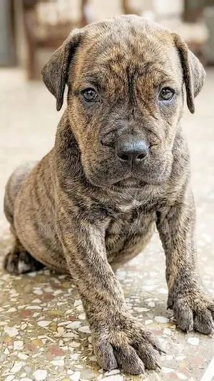 1-3 mois Homme Pure race Boerboel