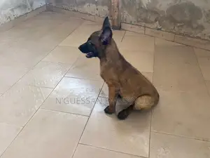 1-3 mois Homme Pure race Belgian Malinois