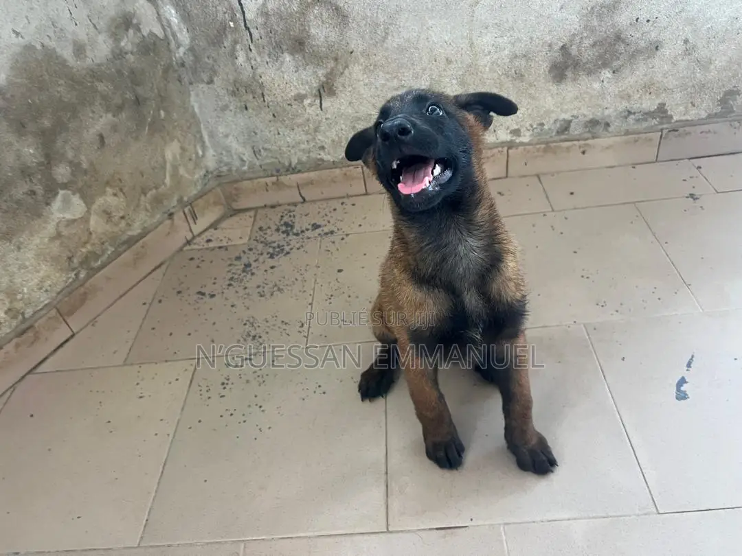 1-3 mois Homme Pure race Belgian Malinois