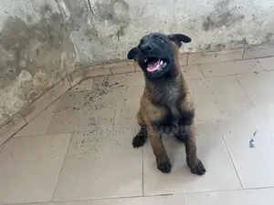 1-3 mois Homme Pure race Belgian Malinois