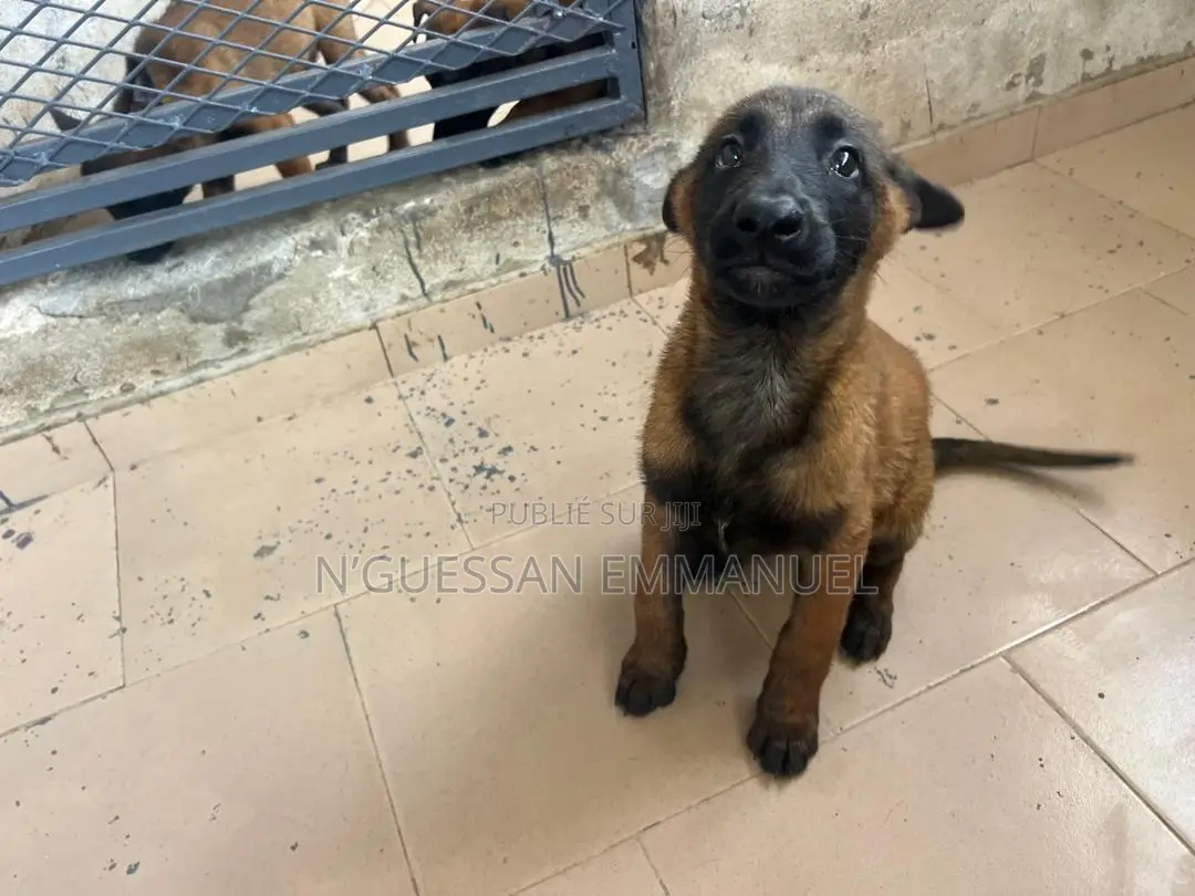 1-3 mois Homme Pure race Belgian Malinois