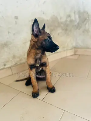 1-3 mois Homme Pure race Belgian Malinois