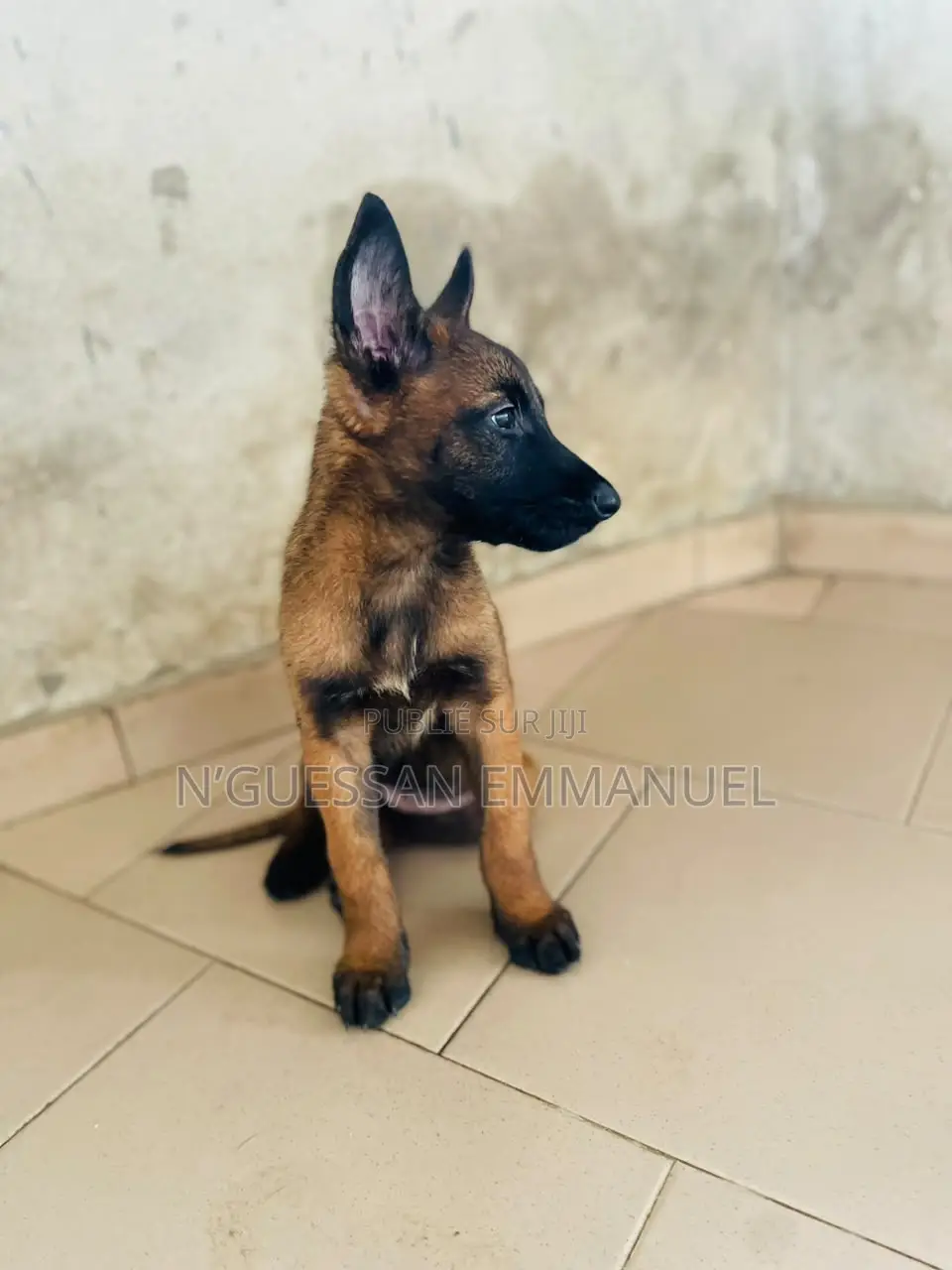 1-3 mois Homme Pure race Belgian Malinois