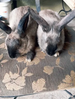 Lapins Disponible
