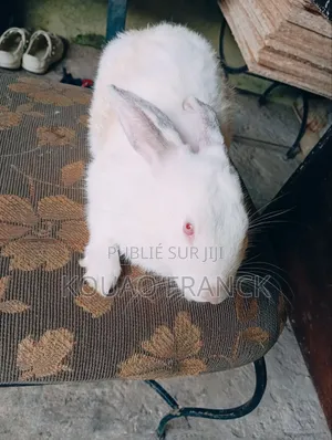 Lapins Disponible