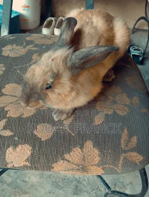 Lapins Disponible
